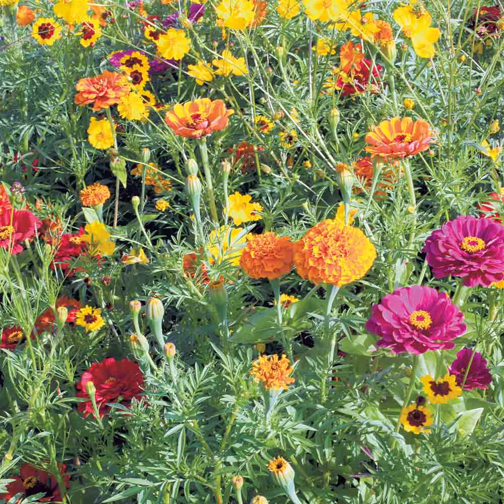 MELANGE FLEURI - PLANTES TINCTORIALES  NT 25 g 
