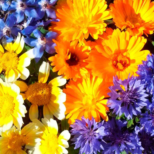 MELANGE FLEURI - UTILE ET COMESTIBLE AB ruban de 3 mètres 