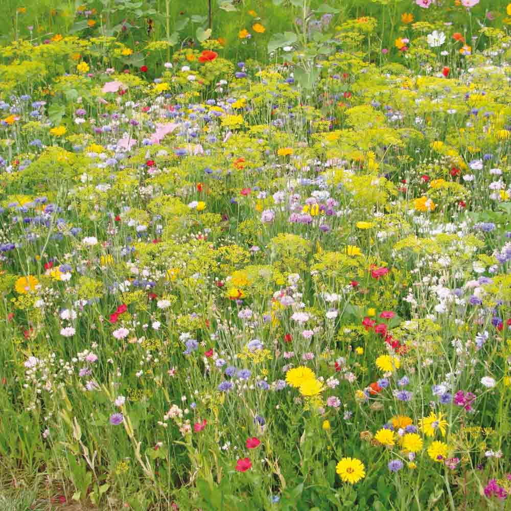 MELANGE FLEURI - VARIETES ANCIENNES  NT 25 g 