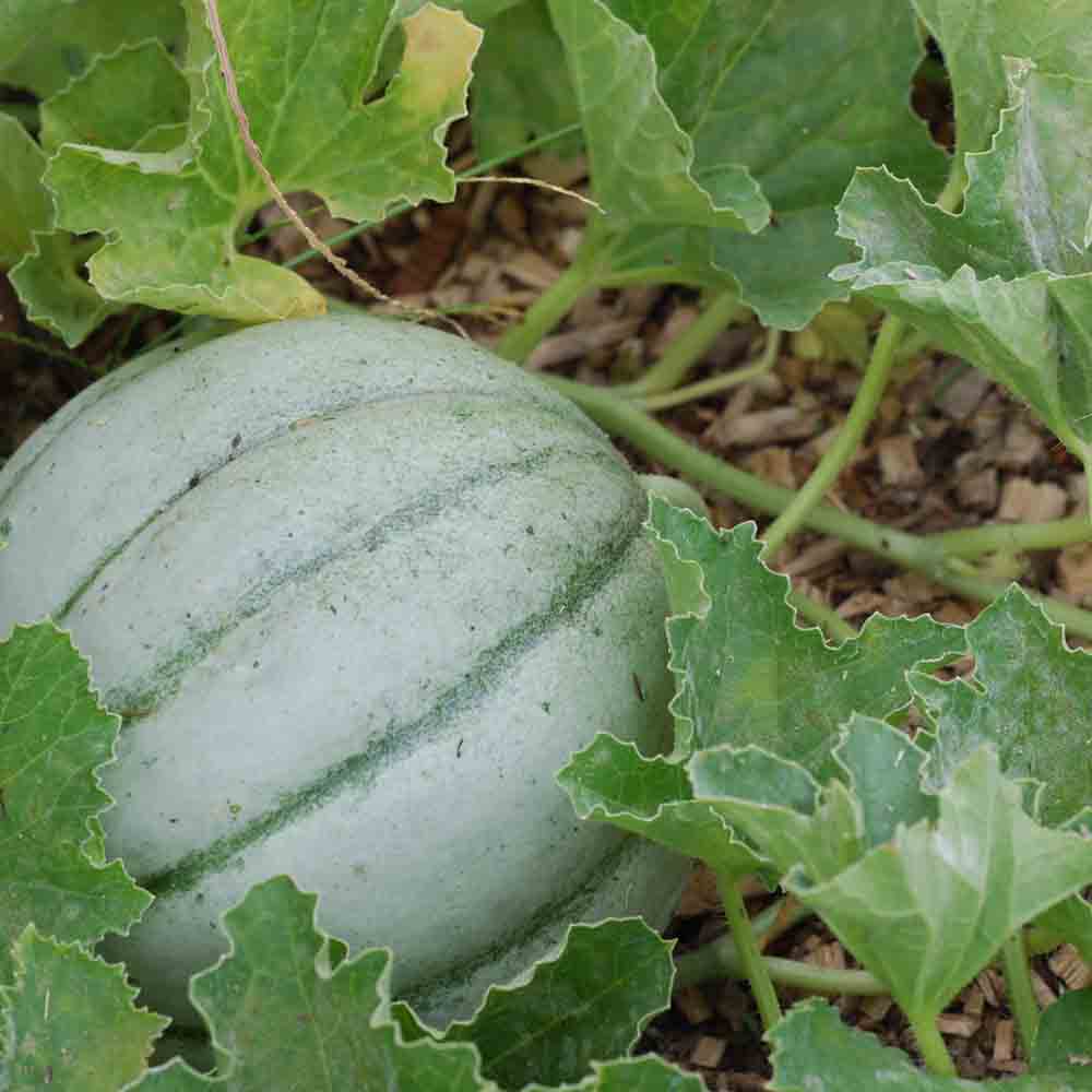 MELON ANCIEN VIEILLE FRANCE AB 