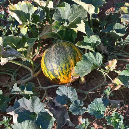 MELON BANANA DI LENTIGIONE AB 