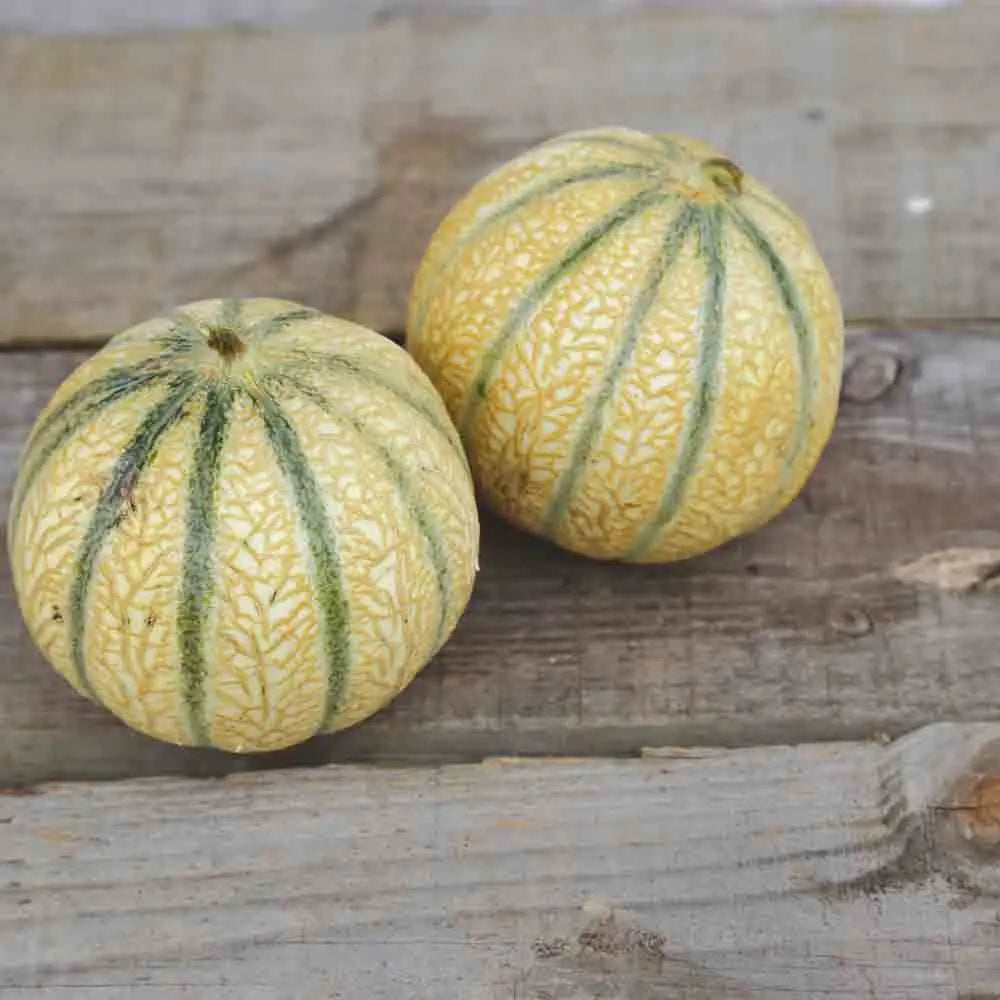 MELON CHARENTAIS AB 