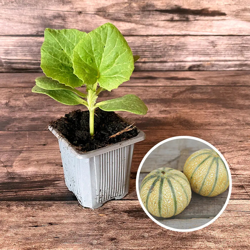 MELON CHARENTAIS AB - PLANT 