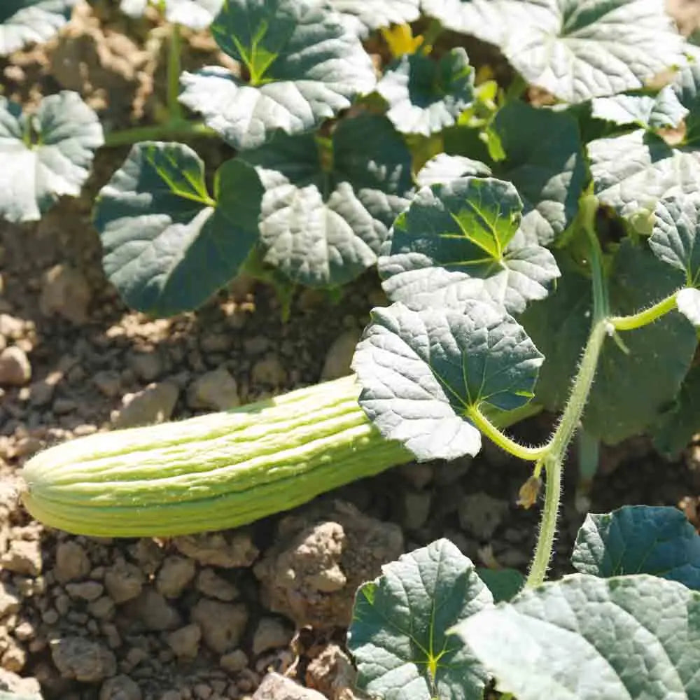 MELON CONCOMBRE ARMENIEN AB 
