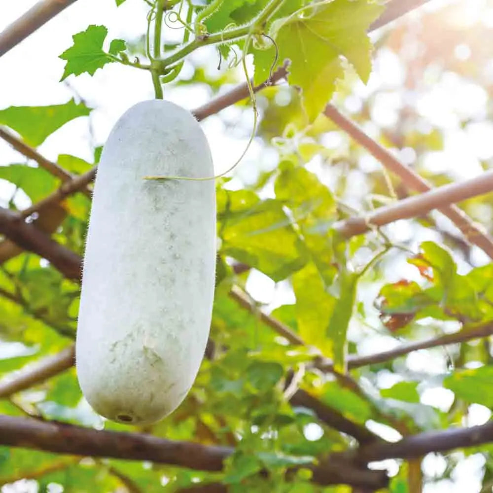 MELON D´HIVER FENPIDONGGUA AB 