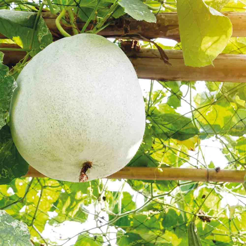 MELON D´HIVER TWONGA AB 