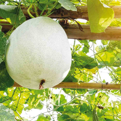 MELON D´HIVER TWONGA AB 
