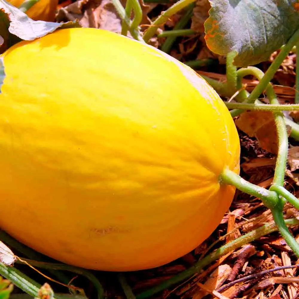 MELON JAUNE CANARI 2 AB 