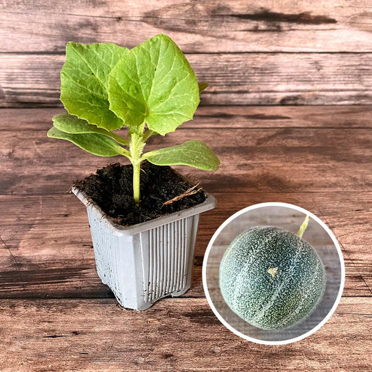 MELON PETIT GRIS DE RENNES AB - PLANT 