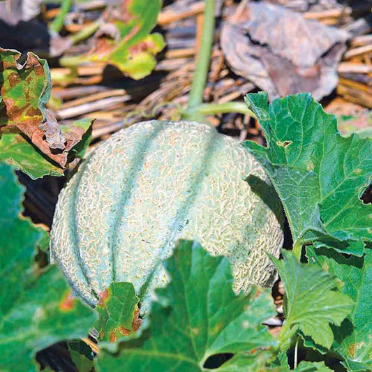 MELON RETATO DEGLI ORTOLANI AB 