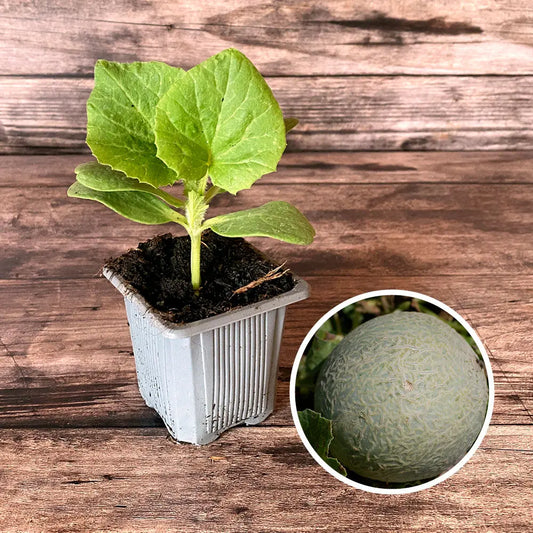 MELON SUCRIN DE TOURS AB - PLANT 