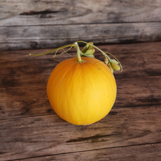 MELON BOULE D´OR AB 