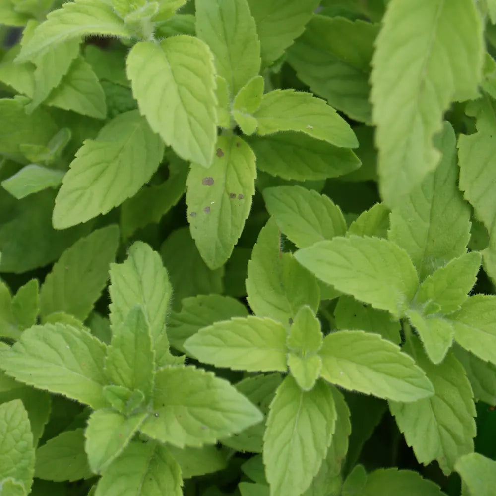 MENTHE BANANE AB - PLANT 
