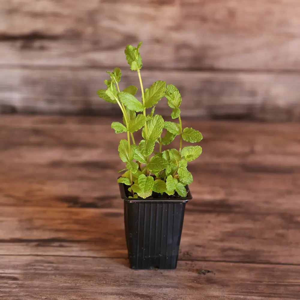 MENTHE MAROCAINE AB - PLANT 