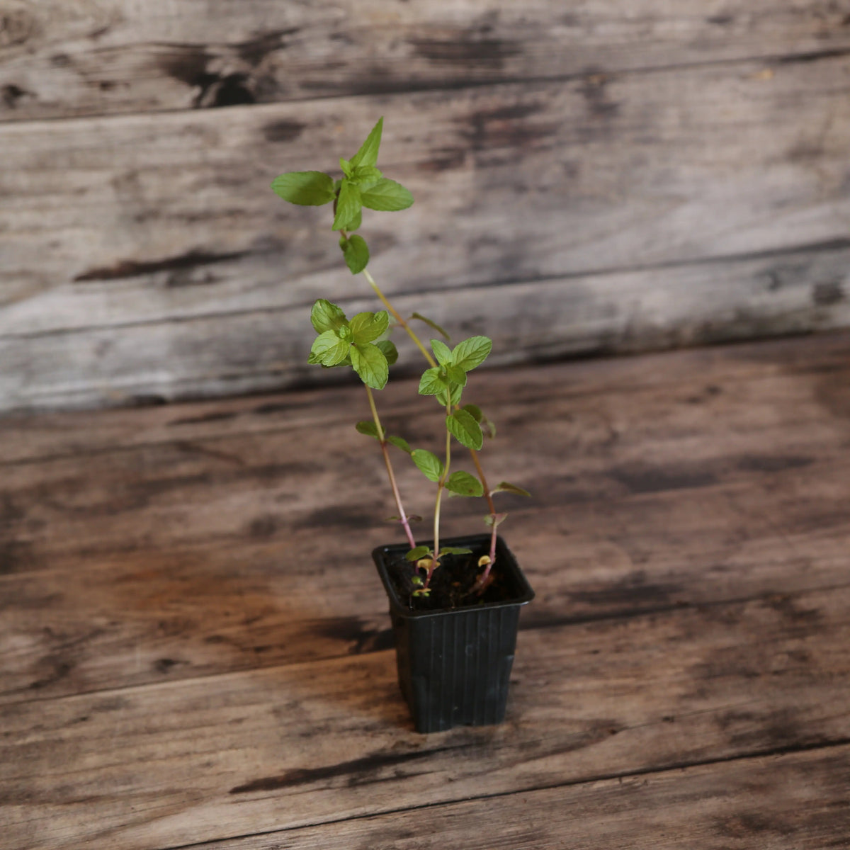 MENTHE POIVREE AB - PLANT 