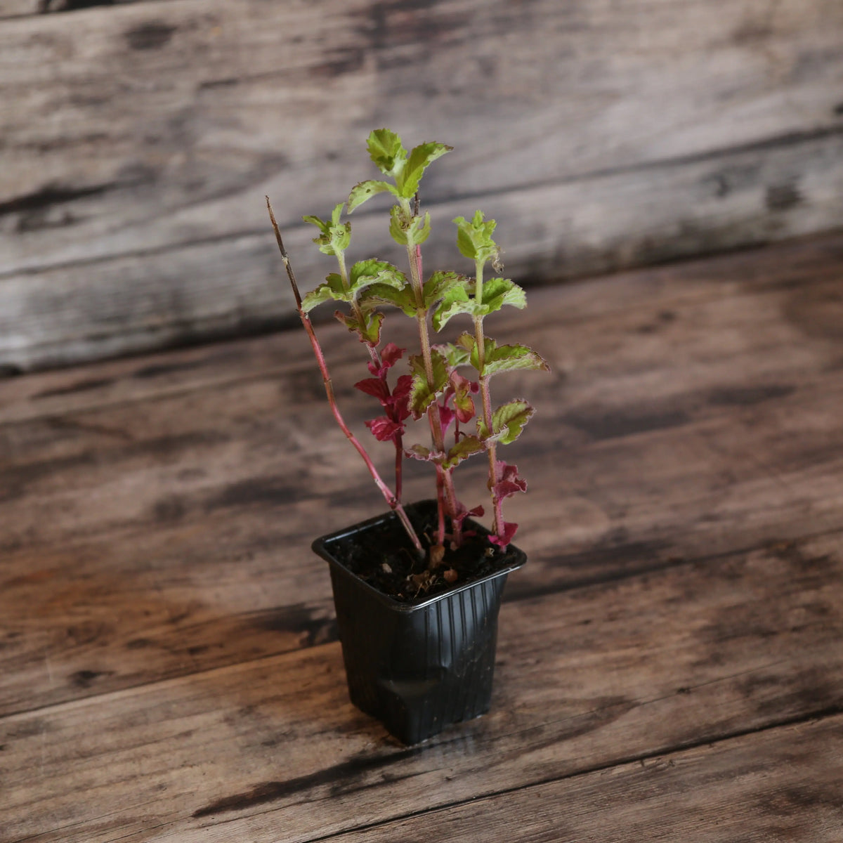 MENTHE POMME AB - PLANT 