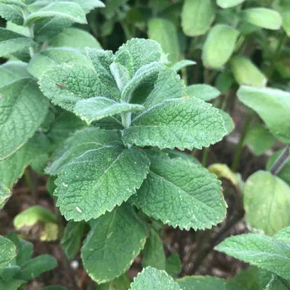 MENTHE POMME AB 