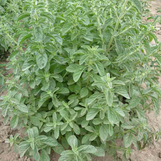 MENTHE POULIOT AB 