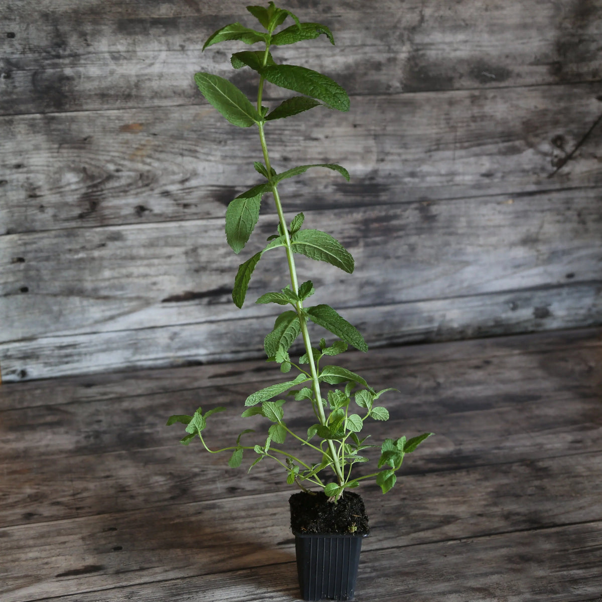 MENTHE VERTE AB - PLANT 