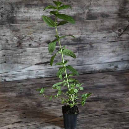 MENTHE VERTE AB - PLANT 