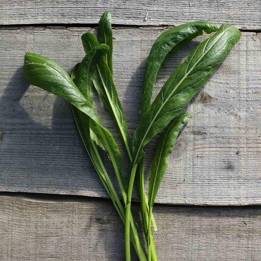MIBUNA AB 