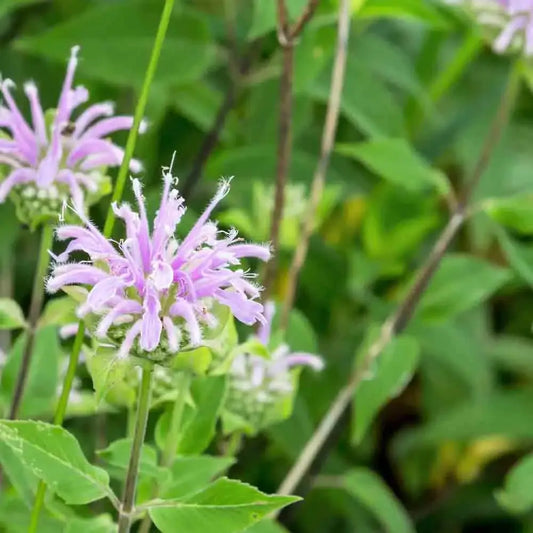 MONARDE BERGAMOTE AB 