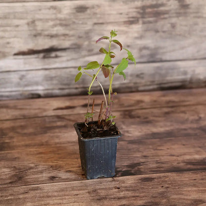 MONARDE BERGAMOTE AB - PLANT 