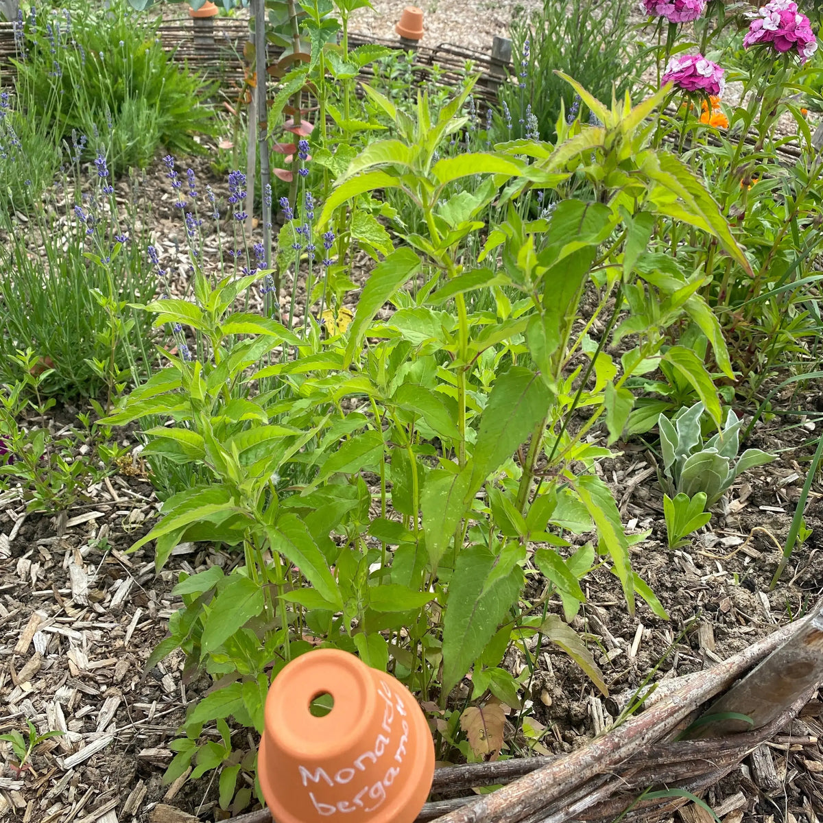 MONARDE BERGAMOTE SAUVAGE NT 
