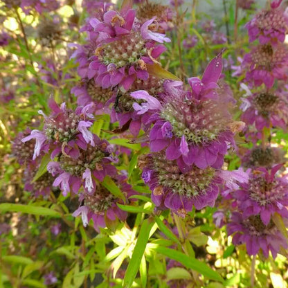 MONARDE CITRON NT 