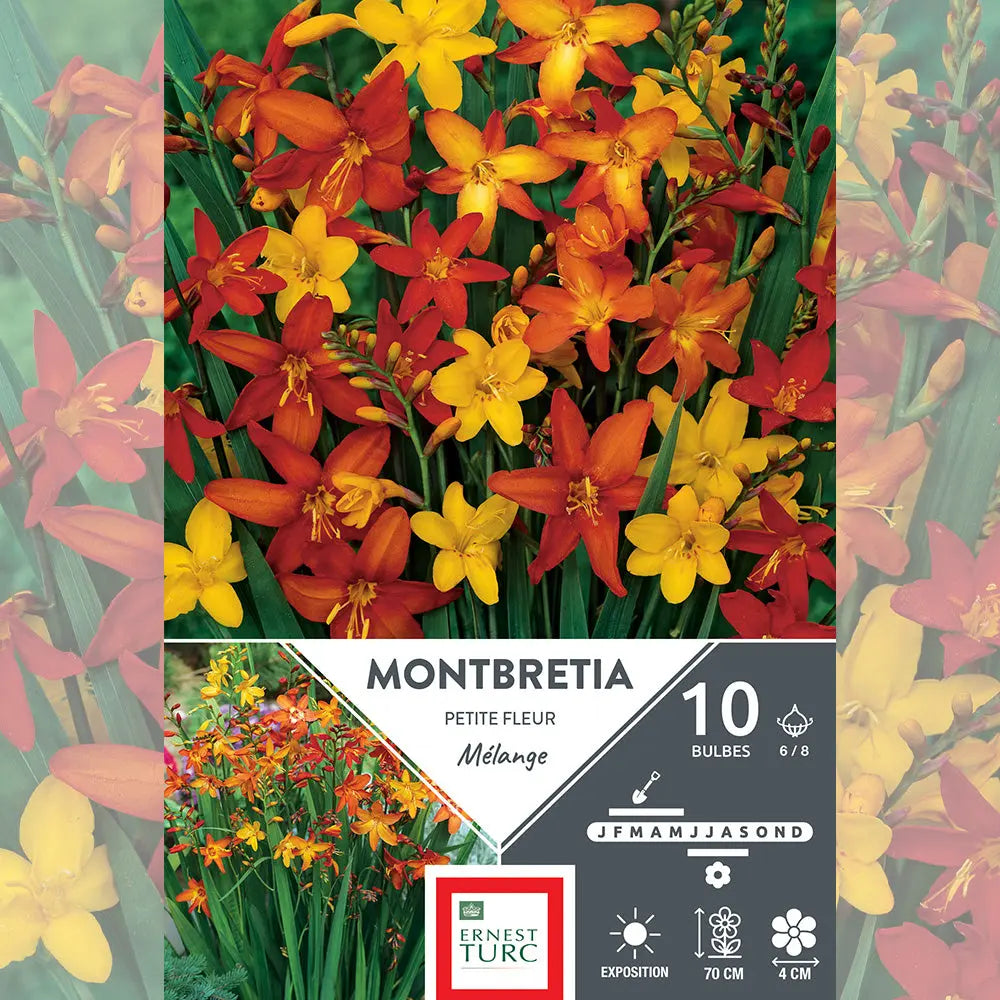 MONTBRÉTIAS 