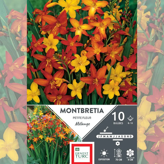MONTBRÉTIAS 