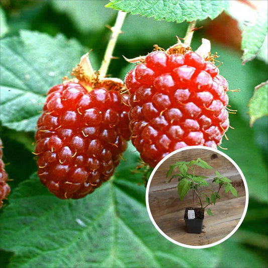 MÛRIER FRAMBOISE TAYBERRY BUCKINGHAM AB - PLANT 