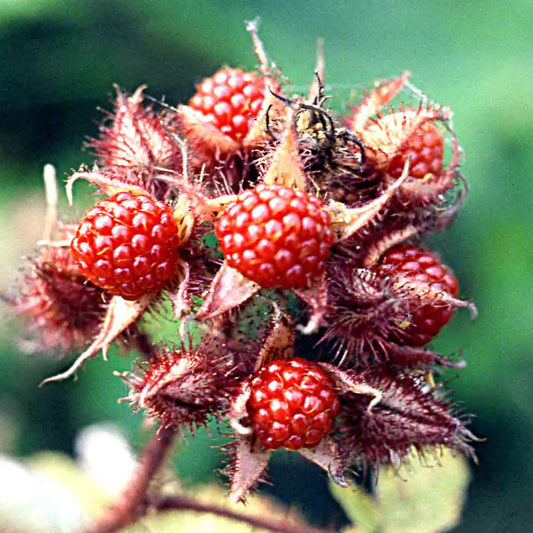 MÛRIER RAISIN DU JAPON AB - PLANT 