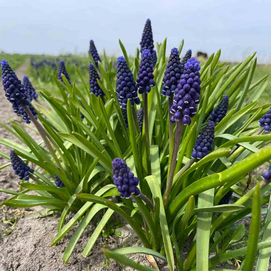 MUSCARI ARMENIACUM 'JOYCE SPIRIT' 