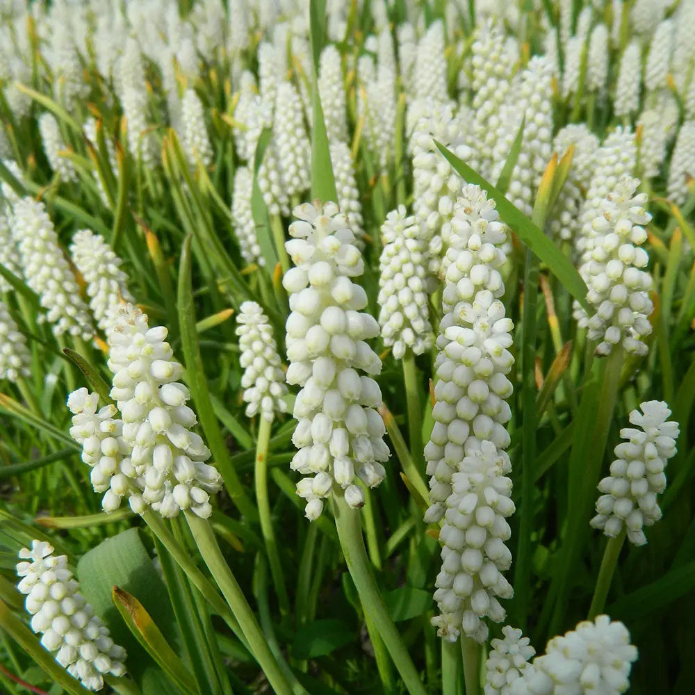 MUSCARI BOTRYOIDES ALBUM AB 