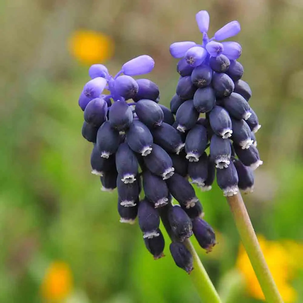 MUSCARI NEGLECTUM 