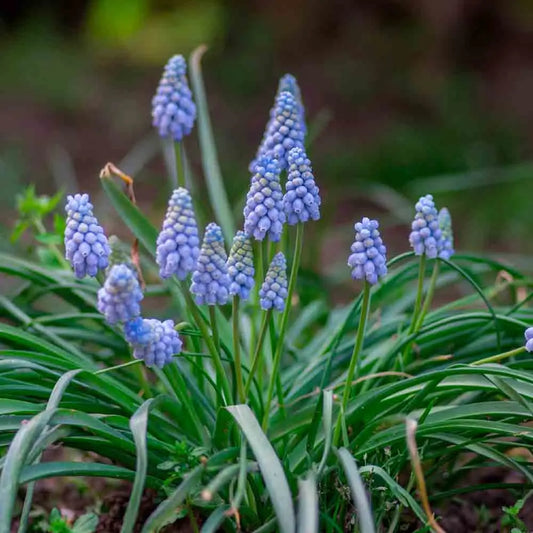 MUSCARI VALERIE FINNIS 