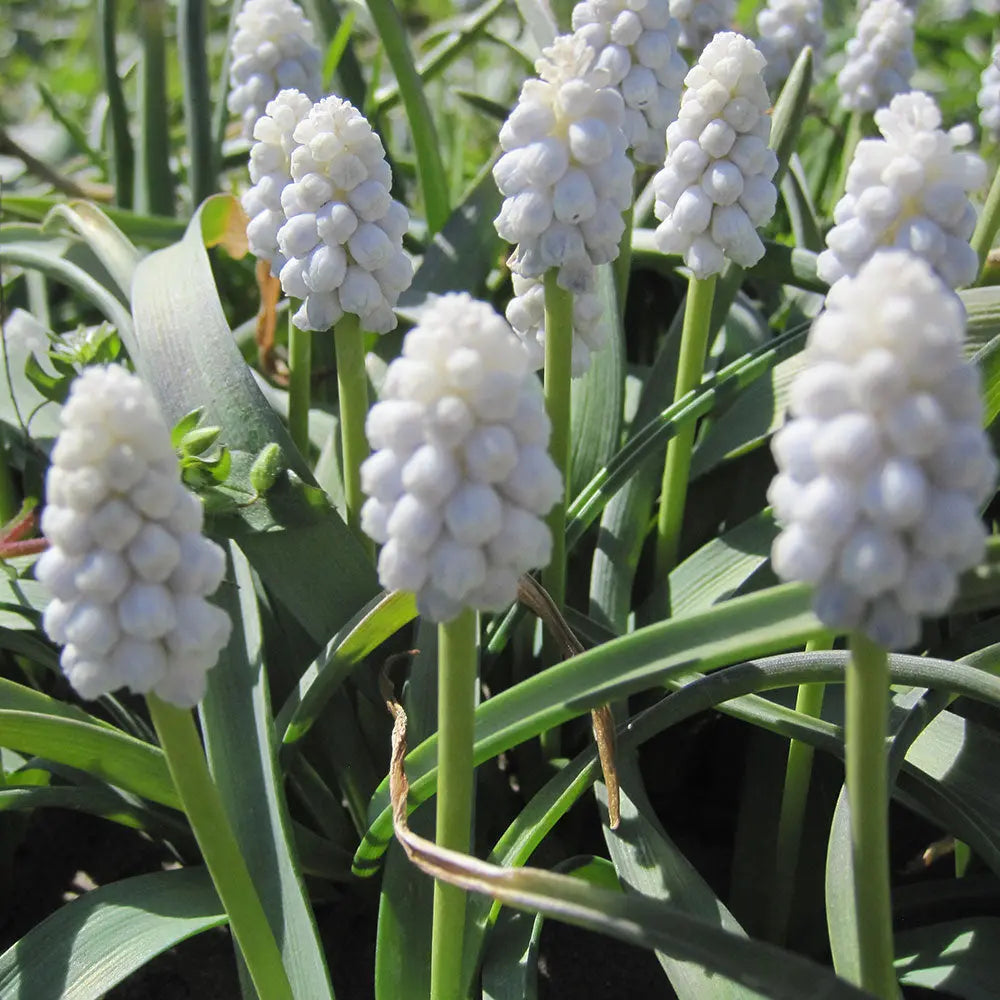 MUSCARI WHITE MAGIC AB 