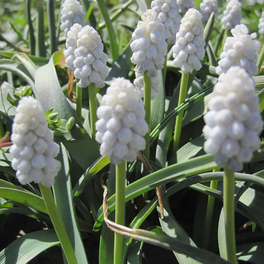 MUSCARI WHITE MAGIC AB 