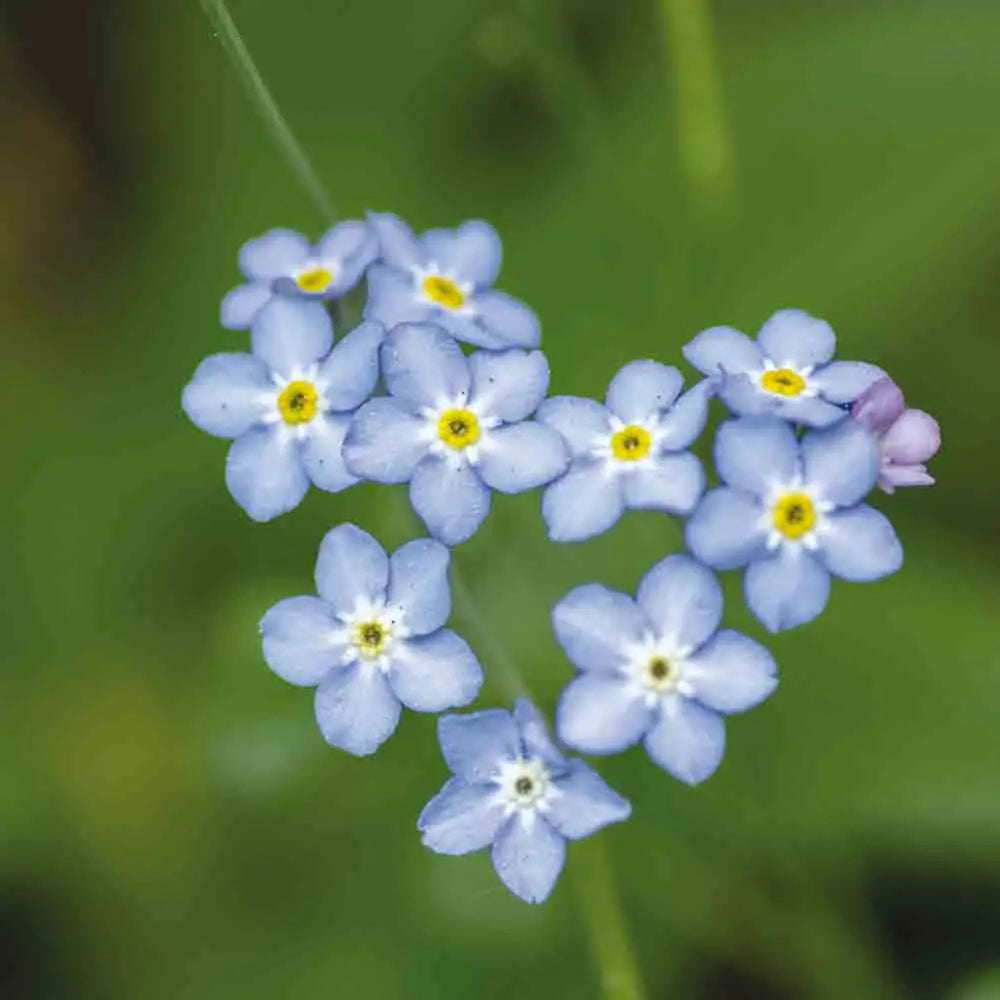 MYOSOTIS DES BOIS NT 