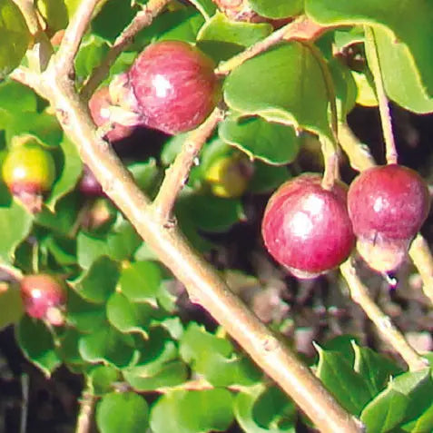 MYRTE COMMUNE APICULATA AB - PLANT 