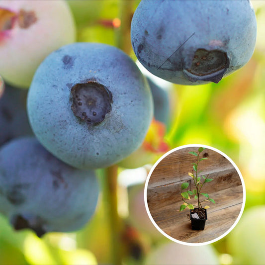 MYRTILLIER ARBUSTIF BLUECROP AB - PLANT 