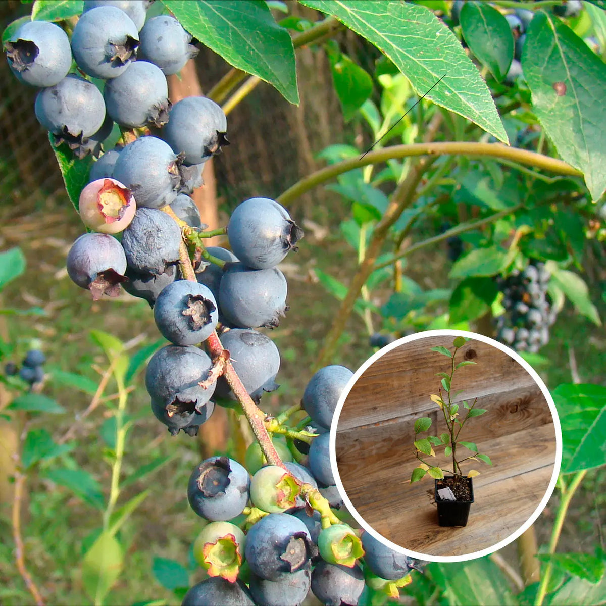 MYRTILLIER ARBUSTIF ESTIVE AB - PLANT 