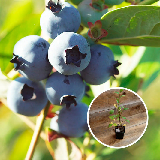 MYRTILLIER EARLIBLUE AB - PLANT 