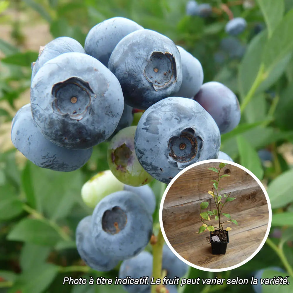 MYRTILLIER EMIL AB - PLANT 