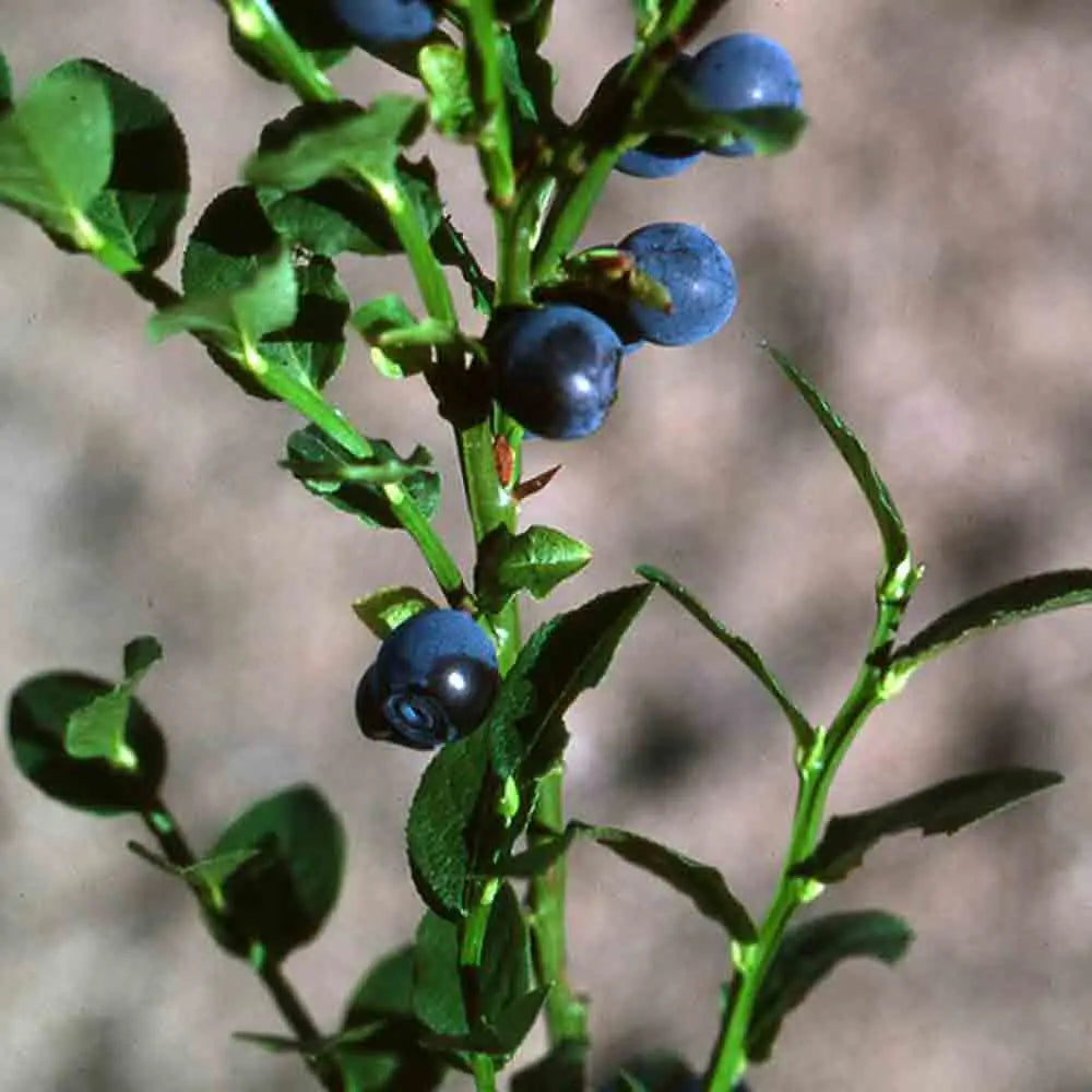 MYRTILLIER SAUVAGE AB 