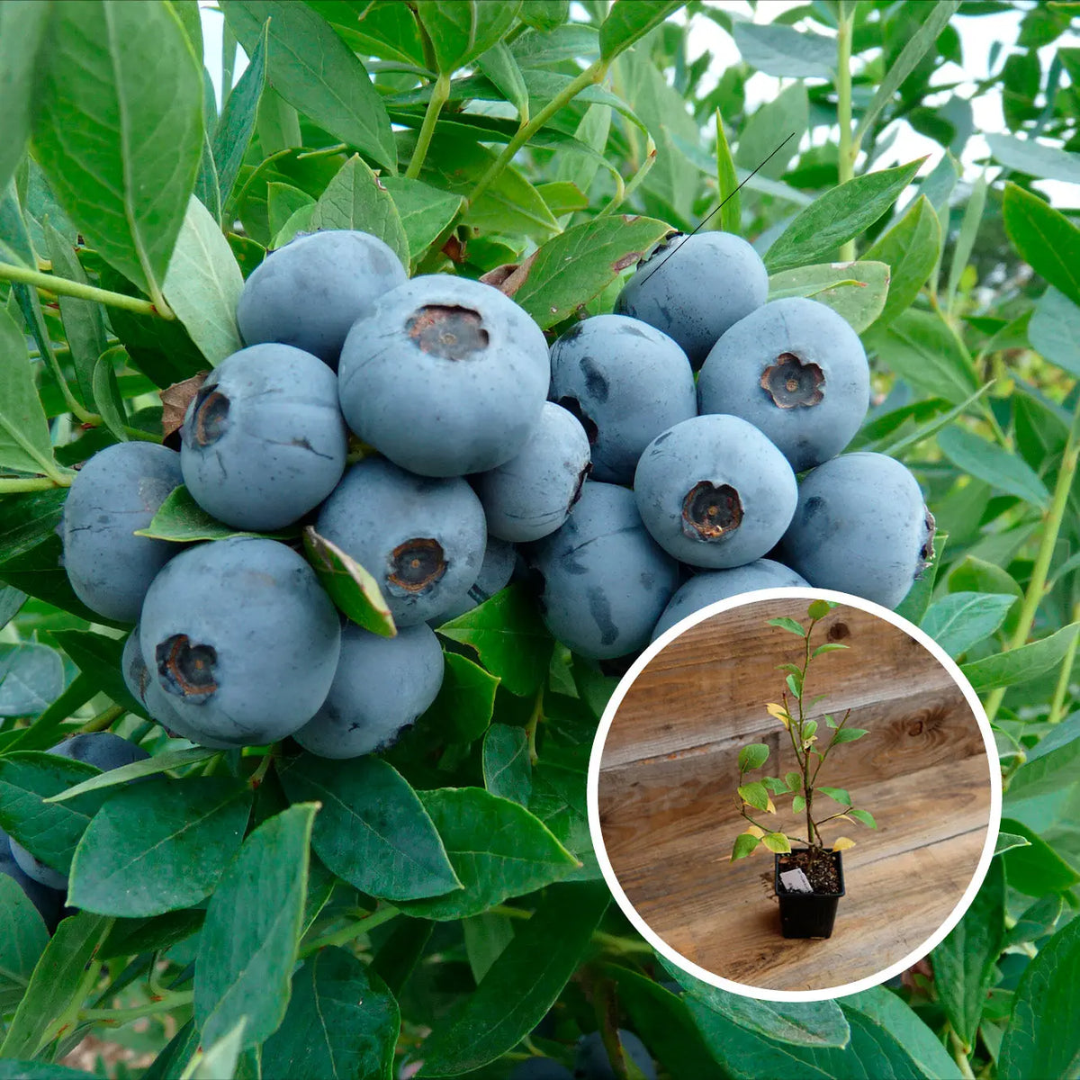 MYRTILLIER SUNSHINE BLUE AB - PLANT 