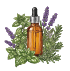 Graines de plantes médicinales et aromatiques