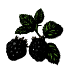 Plants de mûriers bio
