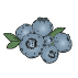 Plants de myrtilliers et myrthes bio